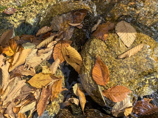 2025年11月16日廣元唐家河