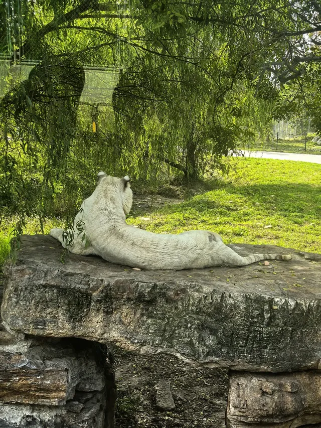 上海野生動物園30歲免費！週末遛娃聖地！