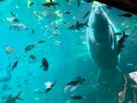 2025長隆海洋公園攻略|1日親子遛娃+必刷項目全指南