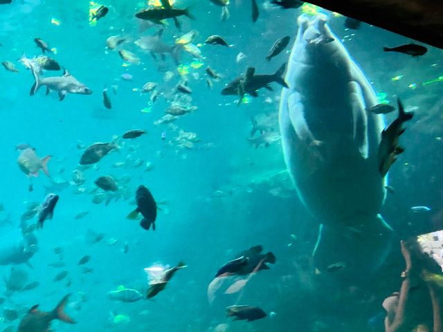 2025長隆海洋公園攻略|1日親子遛娃+必刷項目全指南 2025長隆海洋公園攻略|1日親子遛娃+必刷項目全指南