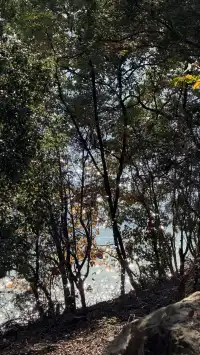 這裡不是瑞士！這裡是千島湖植物園