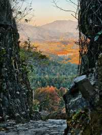 金色銀杏古道上