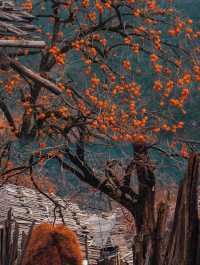 被一張圖騙來雲南!真的美到窒息!!!