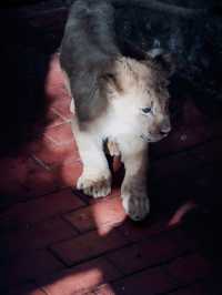 上海野生動物園全攻略：輕鬆遛娃不踩雷