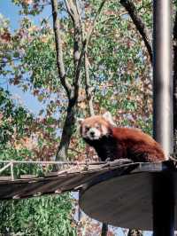 上海野生動物園全攻略：輕鬆遛娃不踩雷