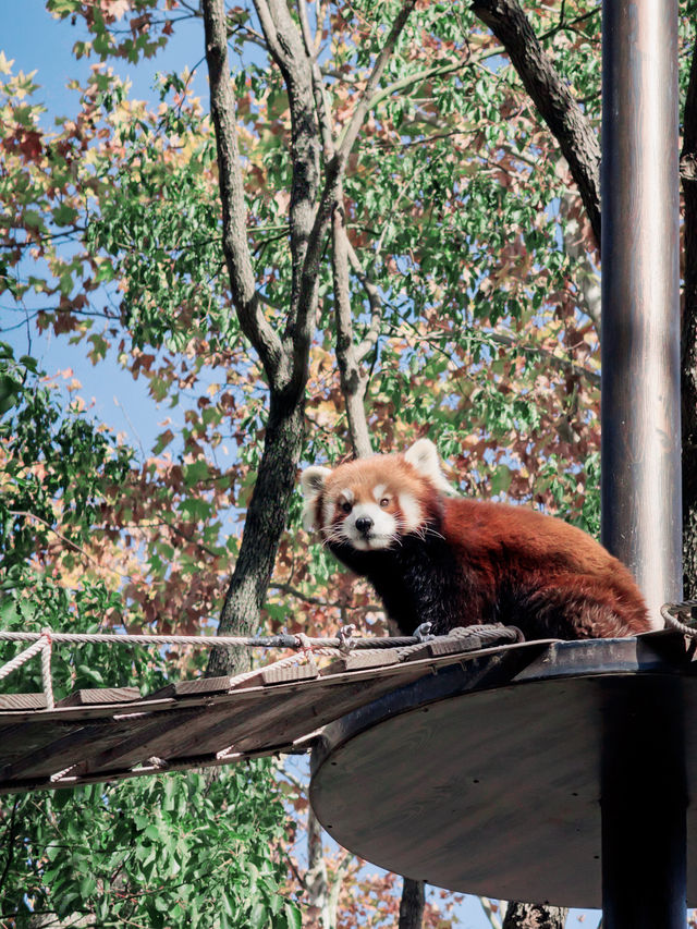 上海野生動物園全攻略：輕鬆遛娃不踩雷