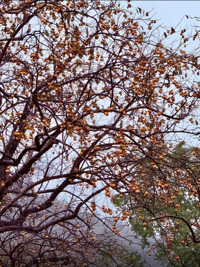 江浙滬週末徒步天花板絕美竹林秘境路線公開！