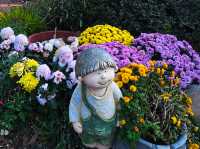 共青森林公園菊花展美翻啦