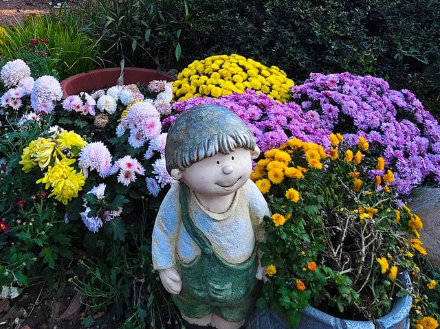 共青森林公園菊花展美翻啦 共青森林公園菊花展美翻啦