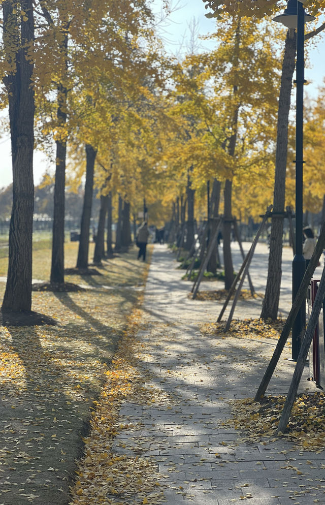 被銀杏包裹的初冬 被銀杏包裹的初冬