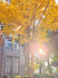 這個秋天,來昆明住進金色銀杏的童話裏 發現昆明小眾打卡地 - 維也納國際酒店(昆明高鐵南站市政府