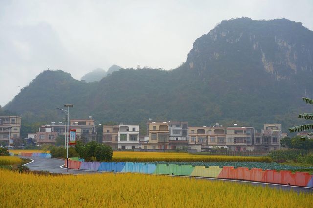 陽春山水畫廊：稻浪翻湧的金色詩篇