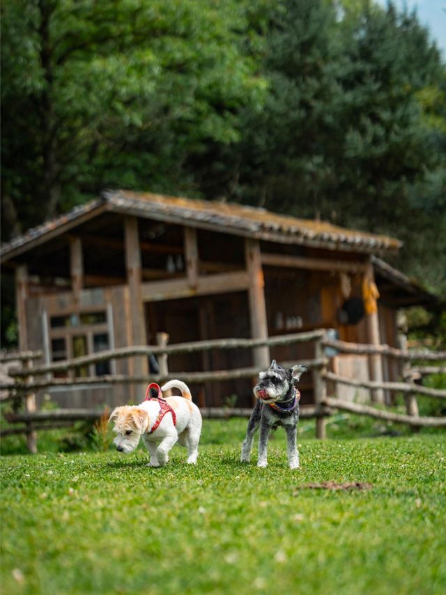 帶狗子去川西「小瑞士」阿布的若丁山|誰說川西只有稻城