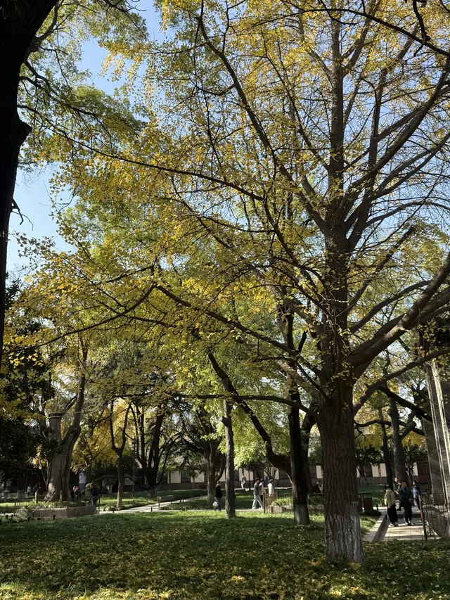 實況link被西安小雁塔的銀杏給驚艷到啦 實況link被西安小雁塔的銀杏給驚艷到啦