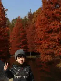 12.1明孝陵實況,落羽杉美到失語了