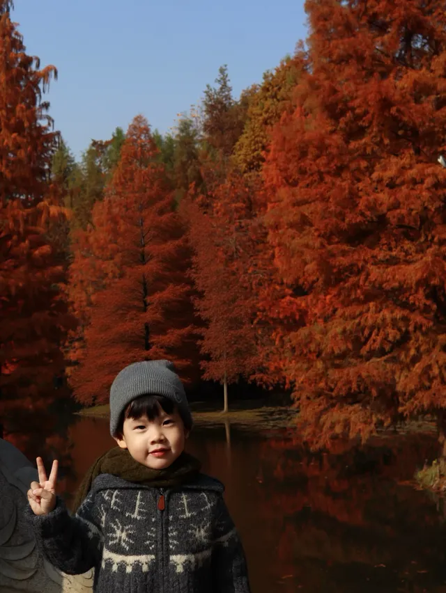 12.1明孝陵實況,落羽杉美到失語了 12.1明孝陵實況,落羽杉美到失語了