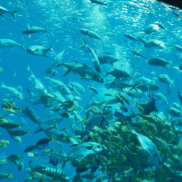 三亞亞特蘭蒂斯必玩!水族館+水世界雙體驗,錯過等於白來 三亞亞特蘭蒂斯必玩!水族館+水世界雙體驗,錯過等於白來