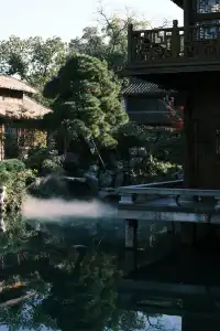 🪾千年銀杏，恰逢濮院橙黃橘綠時