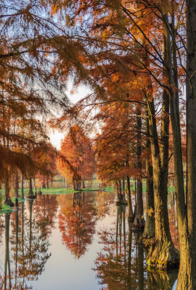 青西郊野公園暴走一天，這裡根本不是普通公園，是藏在城市邊緣的「天然氧吧+童話秘境」，秋冬來剛好！ 