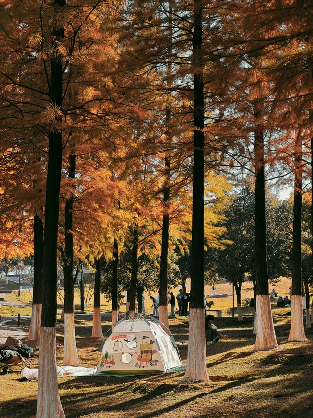 松雅湖落羽杉實況,拍照還是建議烈士公園 松雅湖落羽杉實況,拍照還是建議烈士公園