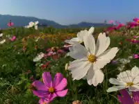 佛山農科院|限時免費開放最全攻略來啦