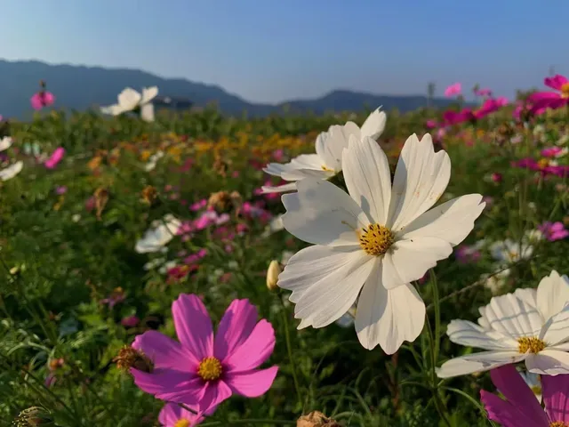 佛山農科院|限時免費開放最全攻略來啦 佛山農科院|限時免費開放最全攻略來啦