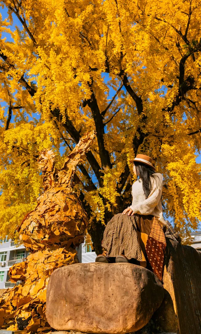 12.4實拍溫州銀杏王黃透了曬秋同框拍照 12.4實拍溫州銀杏王黃透了曬秋同框拍照