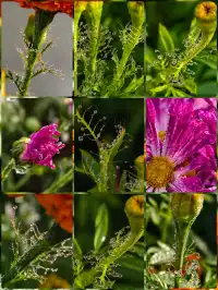 青秀山|丘石公園|拍露珠