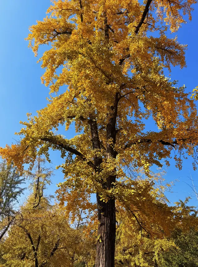 12.1湖州長興銀杏live實錄,秋日感秒get 12.1湖州長興銀杏live實錄,秋日感秒get