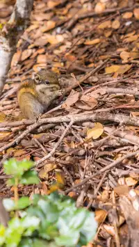 稻城亞丁拍到的各種野生動物