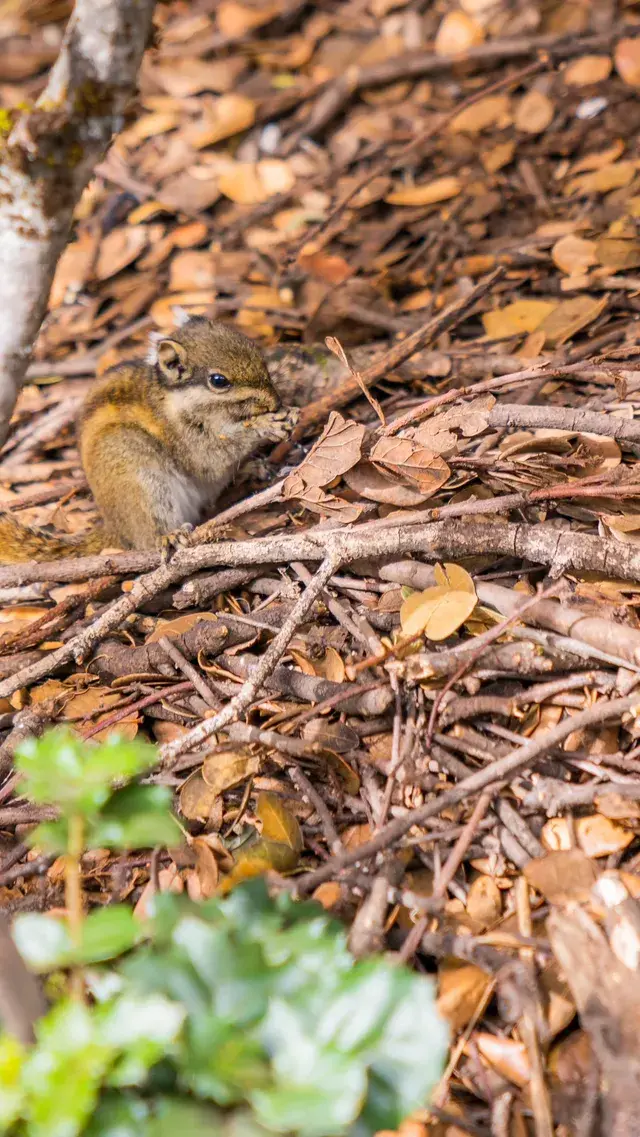 稻城亞丁拍到的各種野生動物 稻城亞丁拍到的各種野生動物