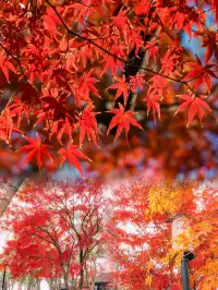 快!尚湖全紅了!現在!立刻!馬上!出發!