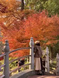 12.1武漢|現實版秋日莫內油畫~地鐵直達