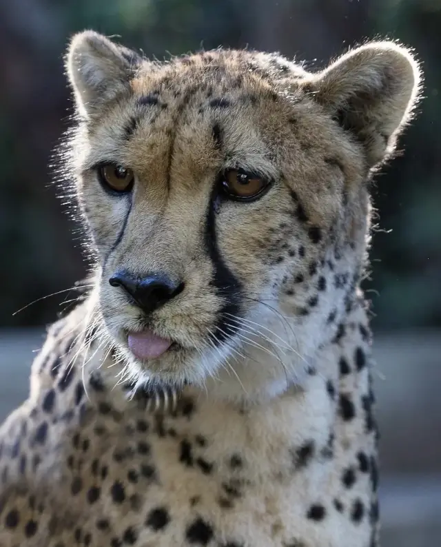 San Diego Zoo in 3 hours: Explore the core area without backtracking