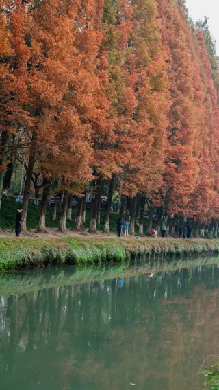 Chengdu Metasequoia Secret Realm｜Winter Romance Check-in Guide at Shengxian Lake