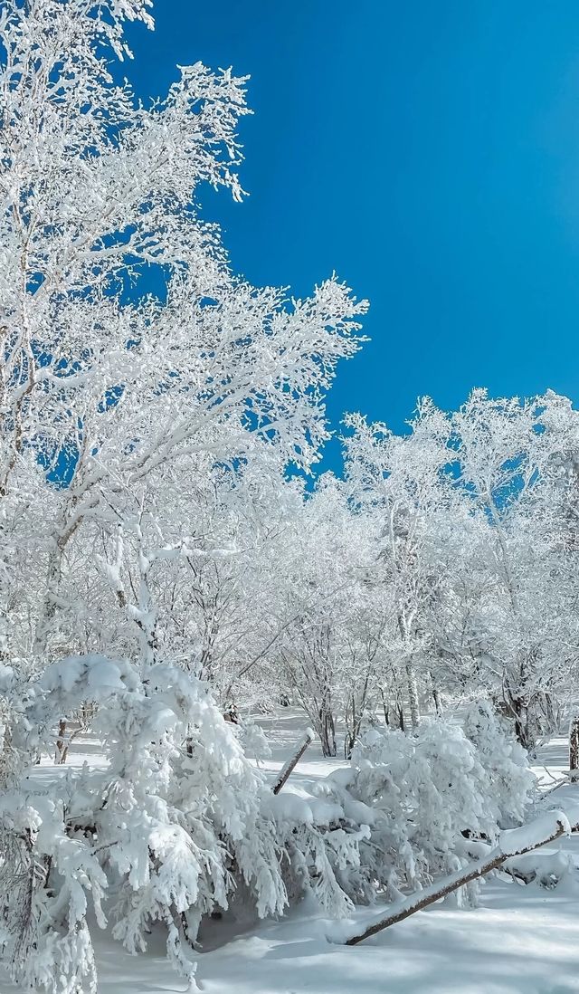 中國最北漠河超全攻略|極光+潑水成冰+馴鹿!3-7日路線 中國最北漠河超全攻略|極光+潑水成冰+馴鹿!3-7日路線