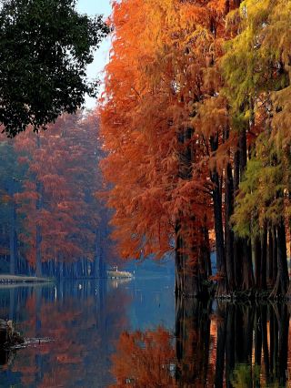 Do you still remember the black-headed gulls that "air raid" at Yuantouzhu in Taihu Lake, Wuxi, Jiangsu?