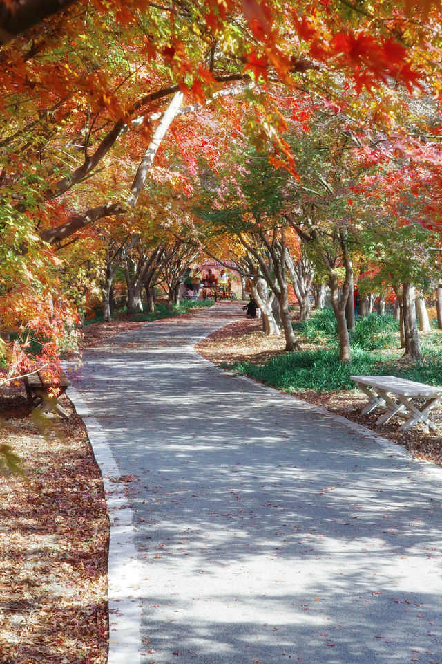 上海金山·花開海上 今年份的紅葉 上海金山·花開海上 今年份的紅葉