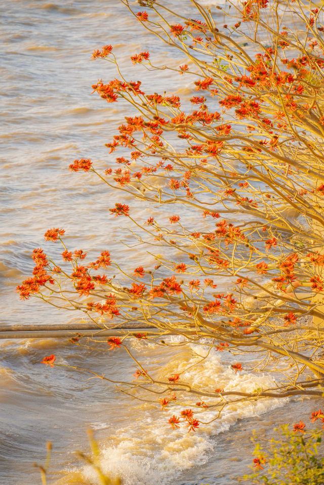 滇池日落封神!橘子海把浪漫焊在昆明黃昏裡 滇池日落封神!橘子海把浪漫焊在昆明黃昏裡