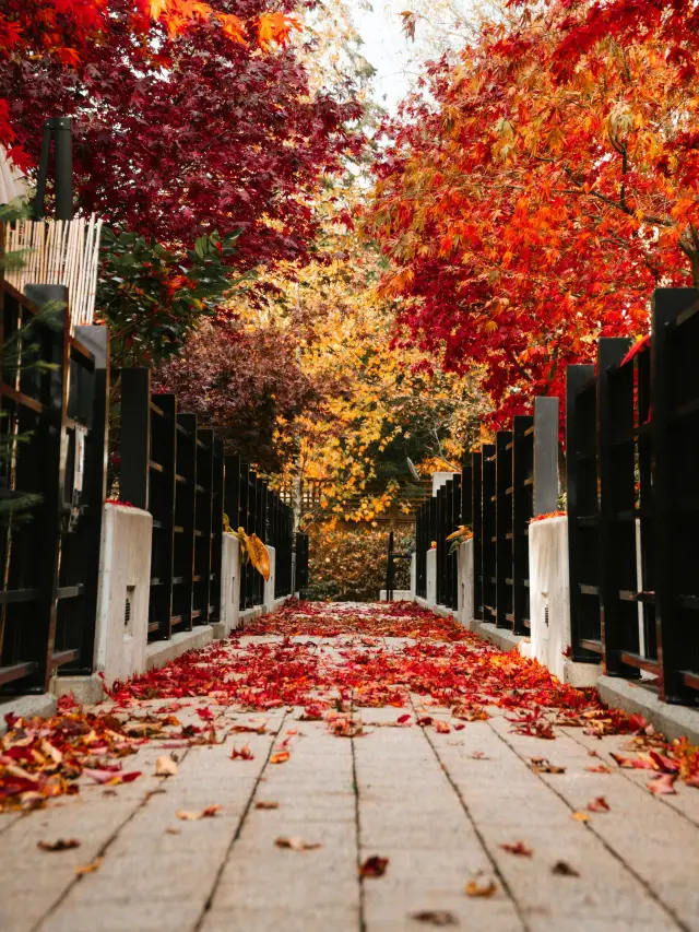 Must-Visit Spots in Canada for a Trip with Old Friends