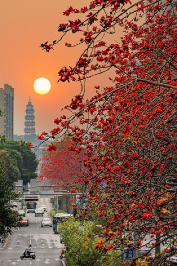 Foshan’s Most Beautiful Photo Spot! Kapok Flower Avenue and the Ancient Sunset Tower in One Frame