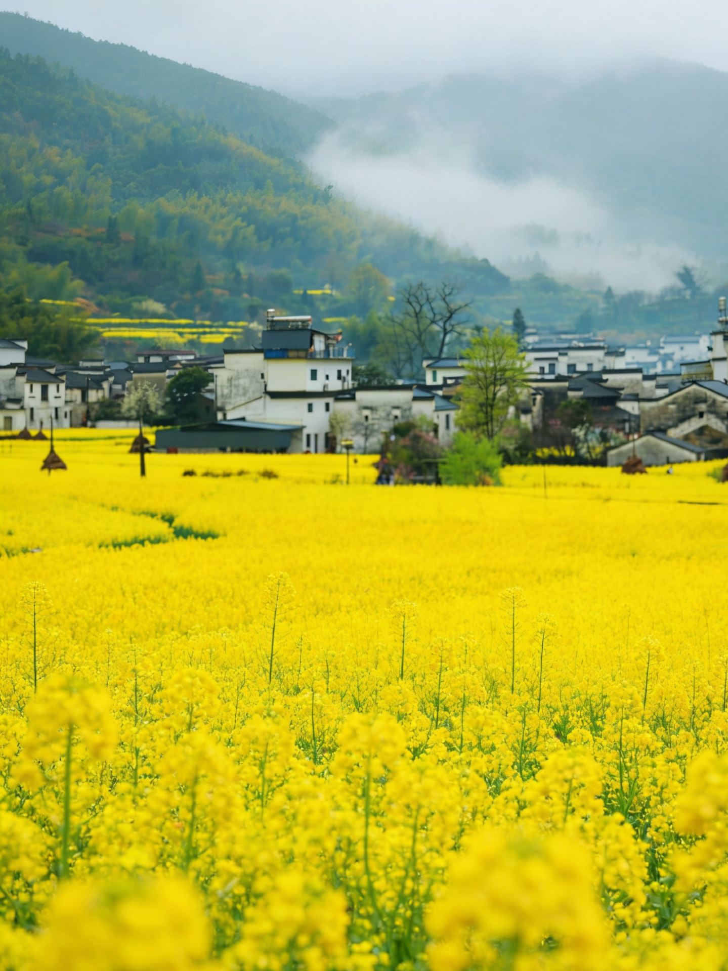 Stop crowding Huangling! These 4 Lesser-Known Wuyuan Routes Secretly Hold the Entire Spring of Huizhou