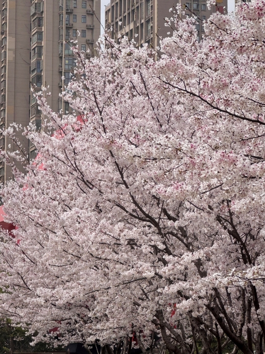 合肥の桜吹雪の生中継！！！！！急いで！！！ | Trip.com 合肥