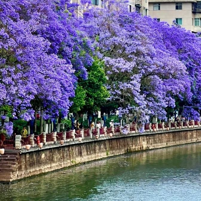 Kunming Jacaranda Guide｜Spring Captured by Purple Romance, This