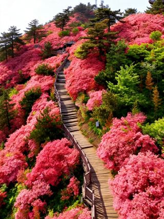 สัมผัสประสบการณ์ชมดอกไม้สุดท้าทายที่ภูเขากุ้ยเฟิง | ฝ่าดงดอกโรโดเดนดรอนด้วยเท้าเปล่า – ประสบการณ์สุดเร้าใจและโรแมนติก! เหล่ากูรูด้านฟิตเนส มาเลย! ฤดูใบไม้ผลิปีนี้ อย่ามัวแต่เอนกายพักผ่อนในทุ่งดอกไม้!