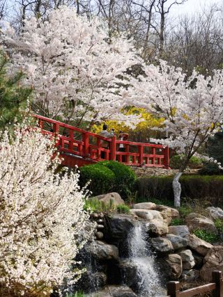 Dalian Sakura Season Hidden Gem Botanical Garden: Few People, Great Photos, and Healing