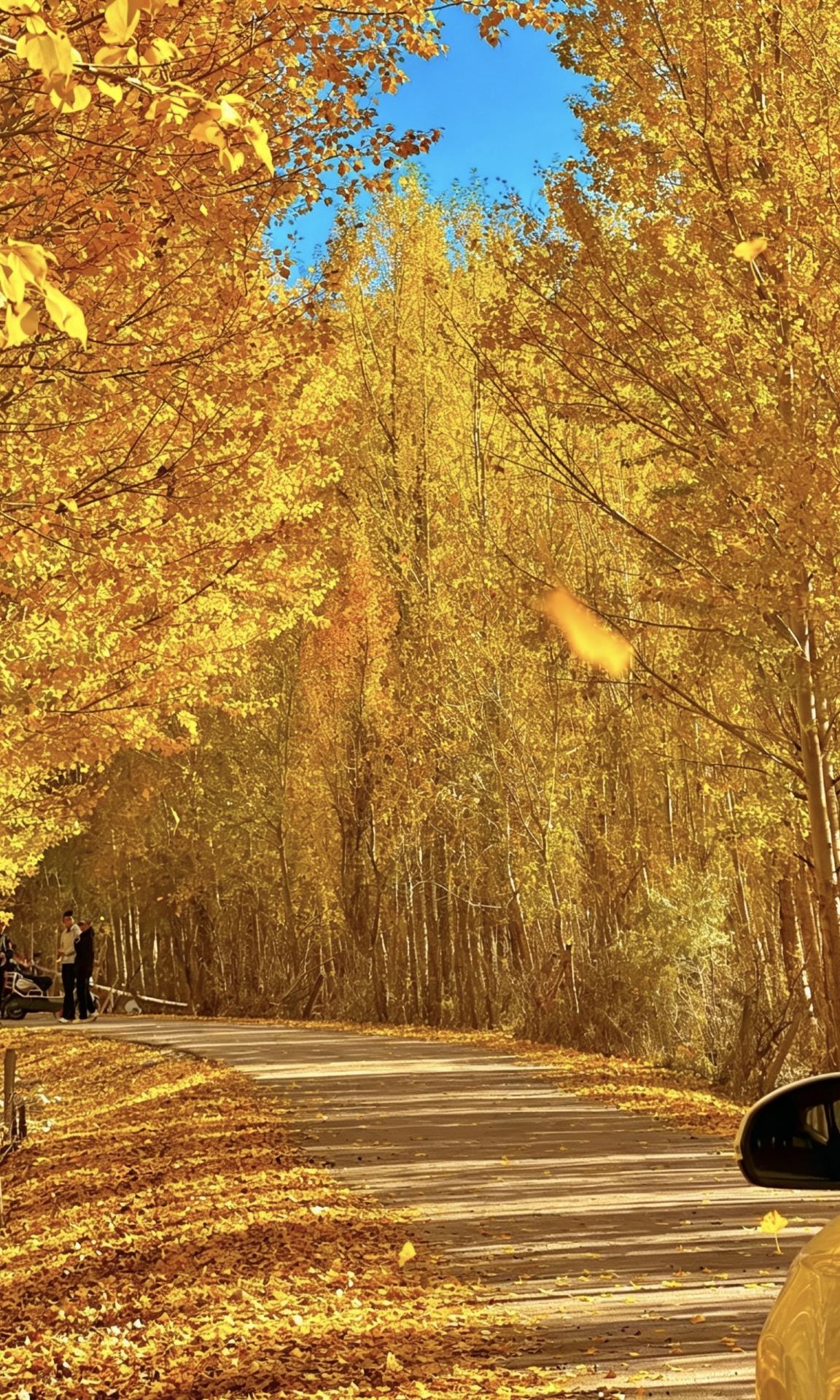 อัลไต ซินเจียง｜สิ่งที่สวยงามกว่าอัลไต มีเพียงฤดูใบไม้ร่วงของอัลไตเท่านั้น