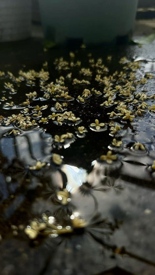 The osmanthus paths of Gusu are full, but the old journeys do not return