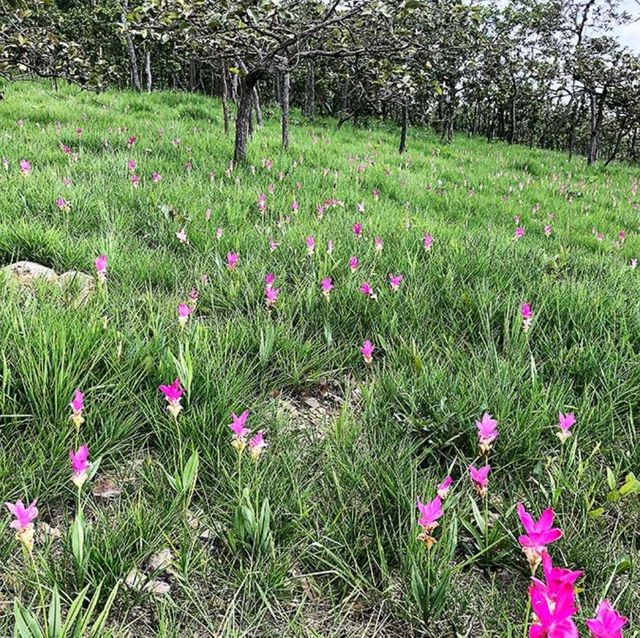 ทุ่งบัวสวรรค์