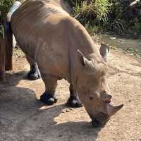 台灣六福莊🦒飯店就是動物園🦏走出陽台非洲草原映入眼簾